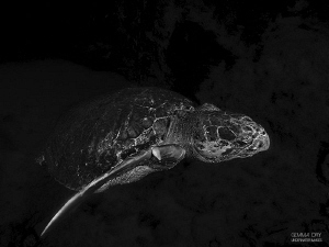 Loggerhead Turtle ~ Sodwana Bay ~ South Africa by Gemma Dry 